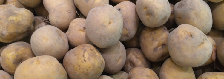 Aardappelen pootgoed