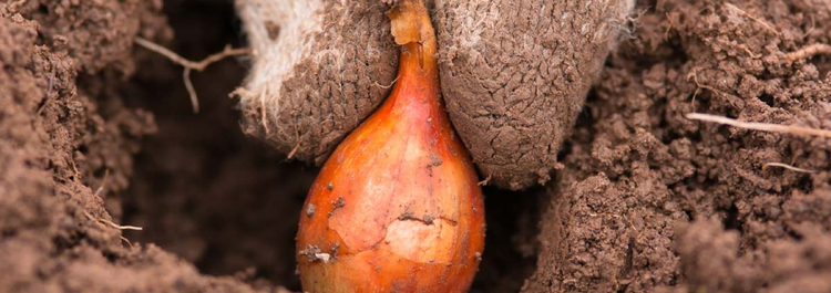 Ceapa se întărește în al doilea an