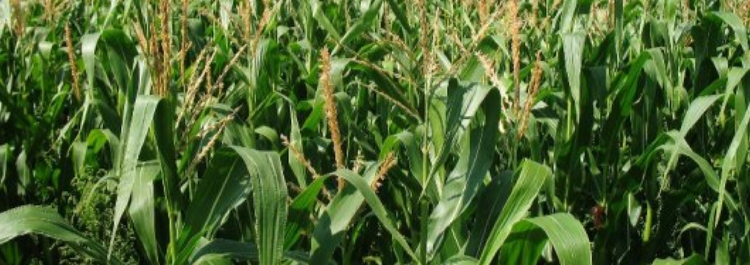 silage maize