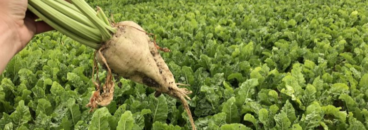 Bietenquotum verkoop