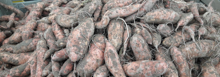 Sweet potatoes