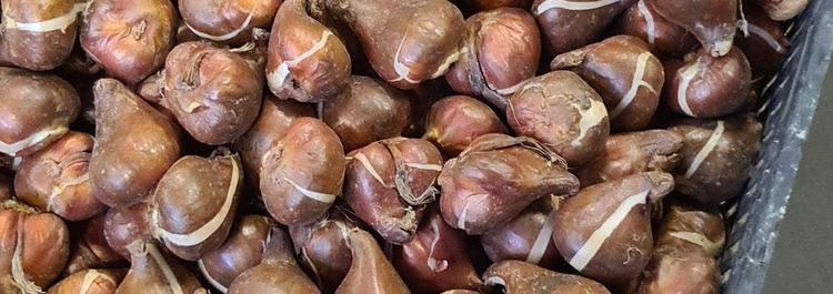 Flower bulbs