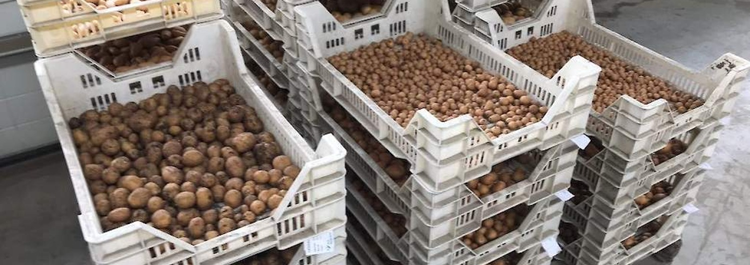 Cartofi mini tuberculi