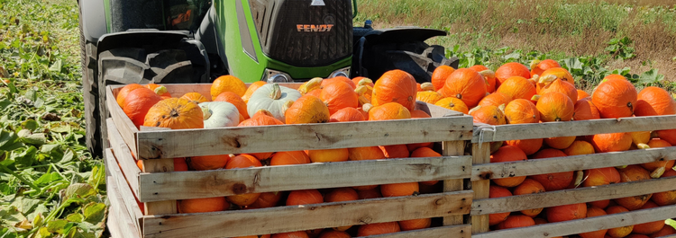 Pumpkins