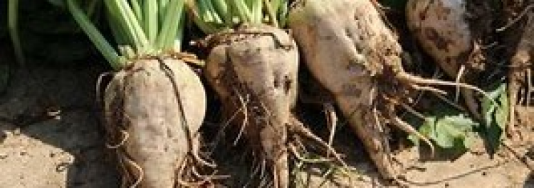 Цукрові буряки