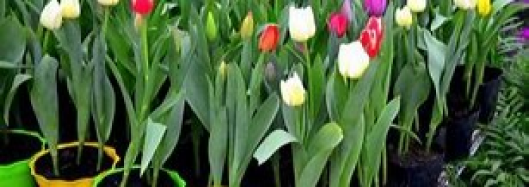 Everything for floriculture