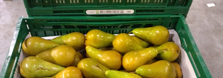 Fruit growing 