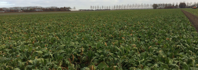 Bietenquotum verhuur