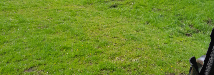 Weide für 15 Pferde