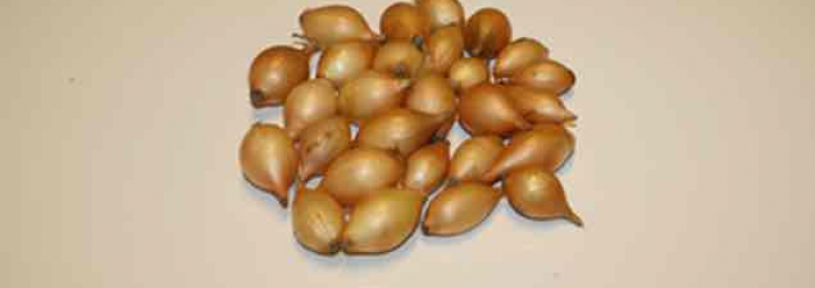 Plantuien eerstejaars