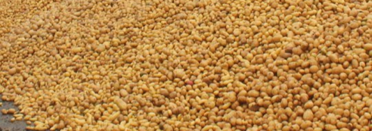 Aardappelen voer