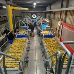 Efficient Stainless Steel Drum Washer for Root Vegetables