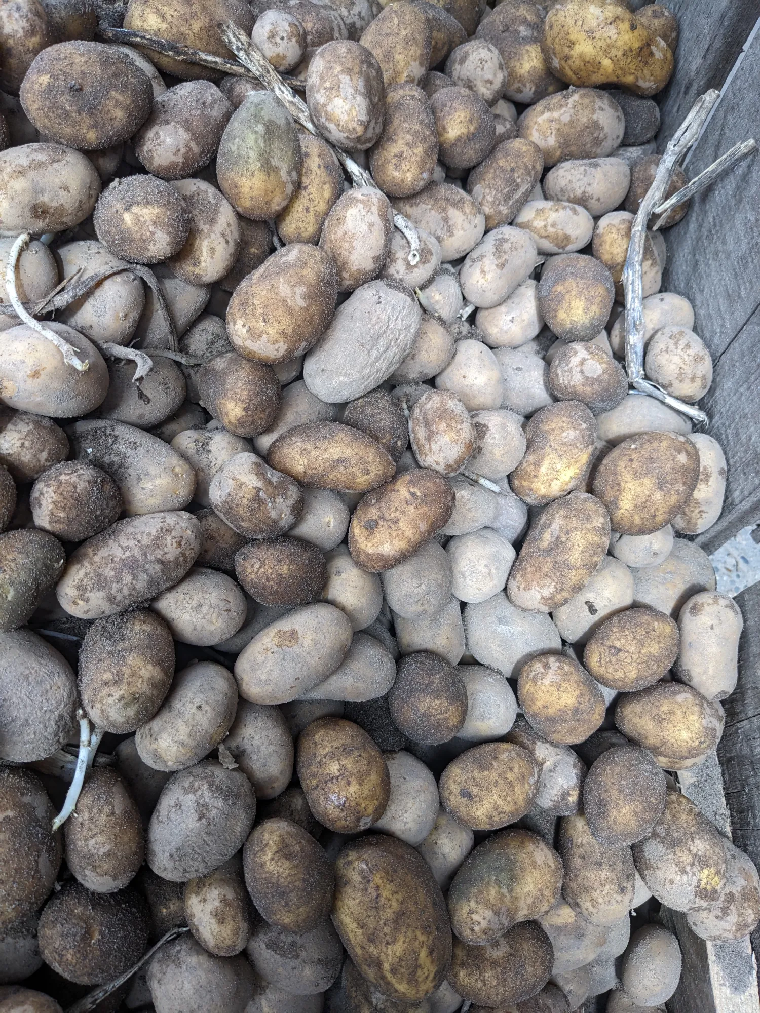Futterkartoffeln (Drillinge), 15t verfügbar