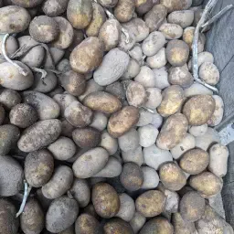 Futterkartoffeln (Drillinge), 15t verfügbar