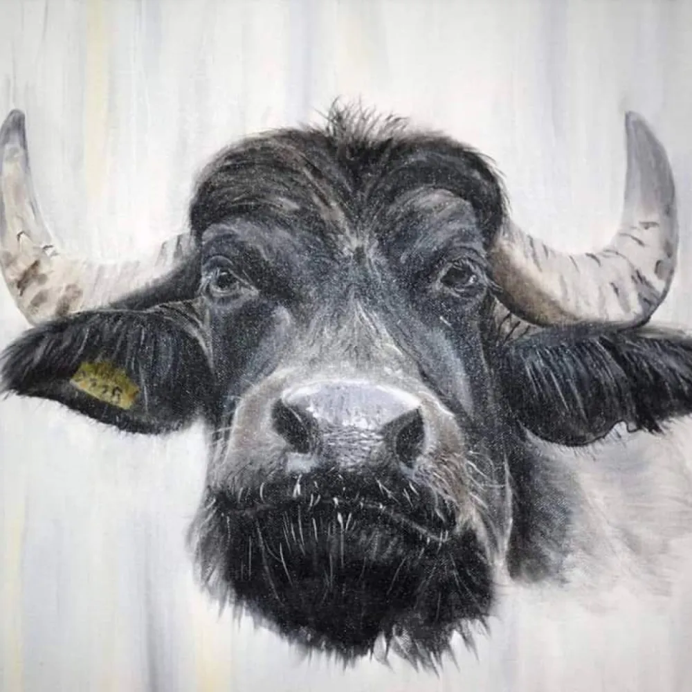 Buffelboerderij Arns