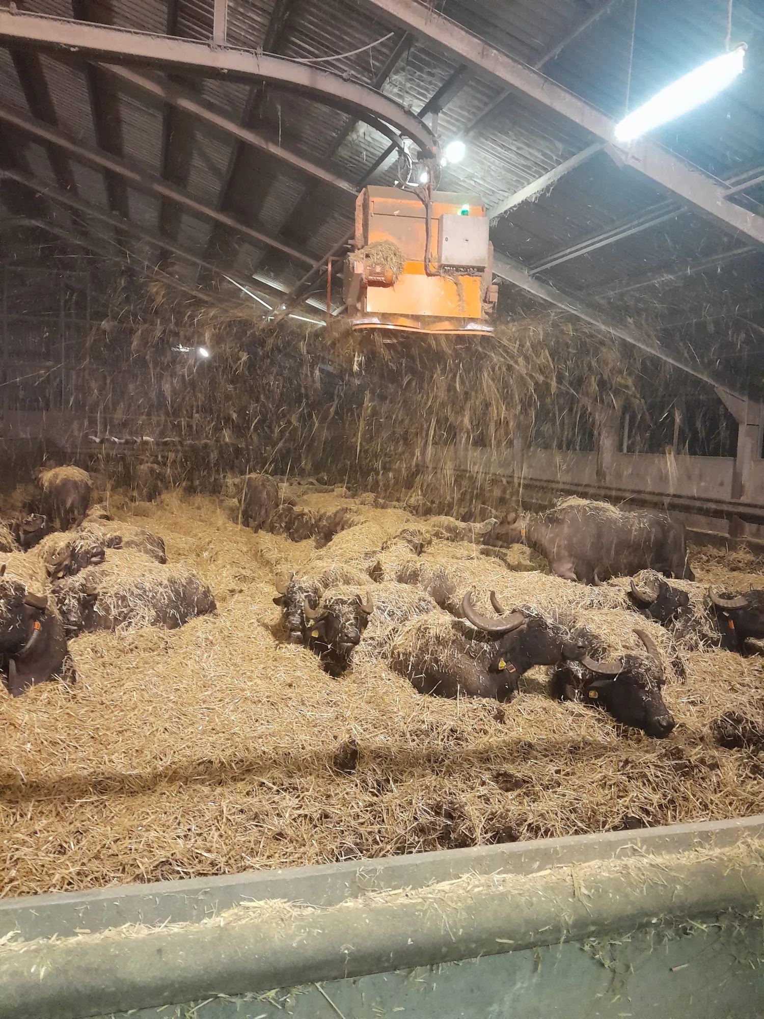 1000 ton Vaste Mest met Transport & Bemonstering