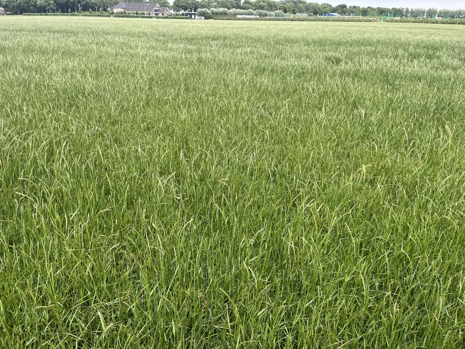 Engels Raaigraszaadhooi - Grote Balen, Stofvrij & Onkruidvrij