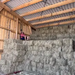 Buy Hay: Premium Quality Straight From The Farm
