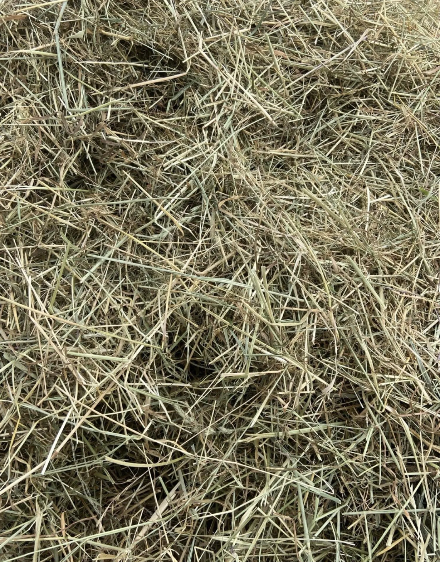 Buy Hay: Premium Quality Straight From The Farm