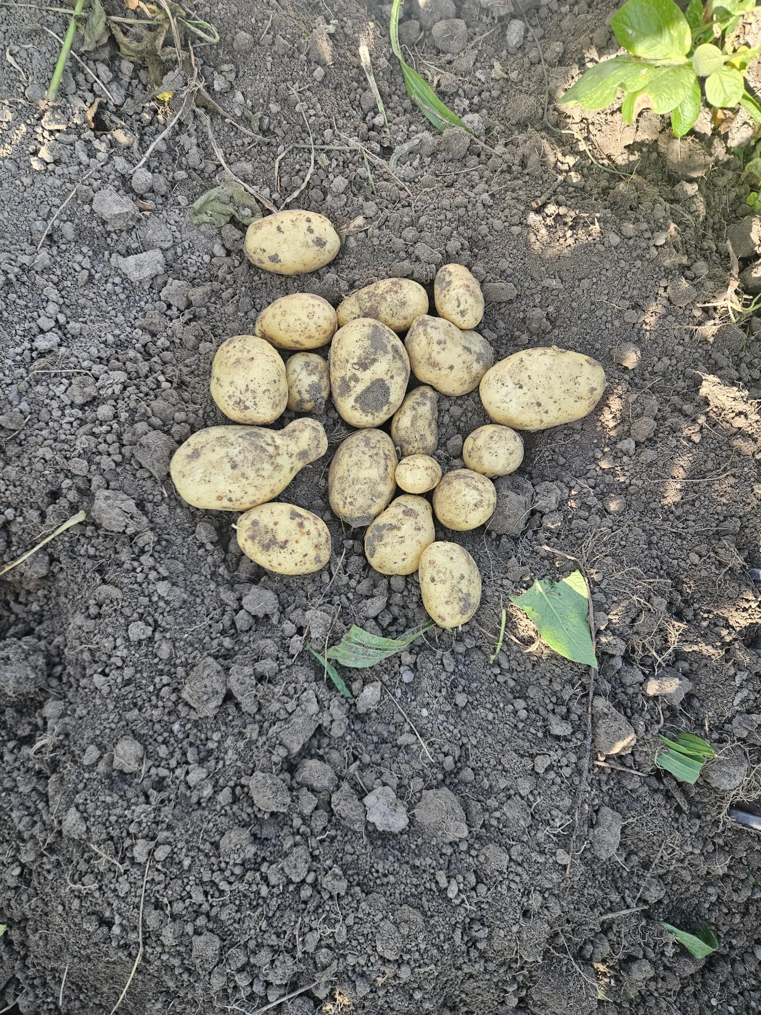 Vittabella Aardappels te Koop - Verse Oogst, Vastkokend