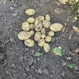 Vittabella Kartoffeln zu verkaufen - Frische Ernte, Festkochend