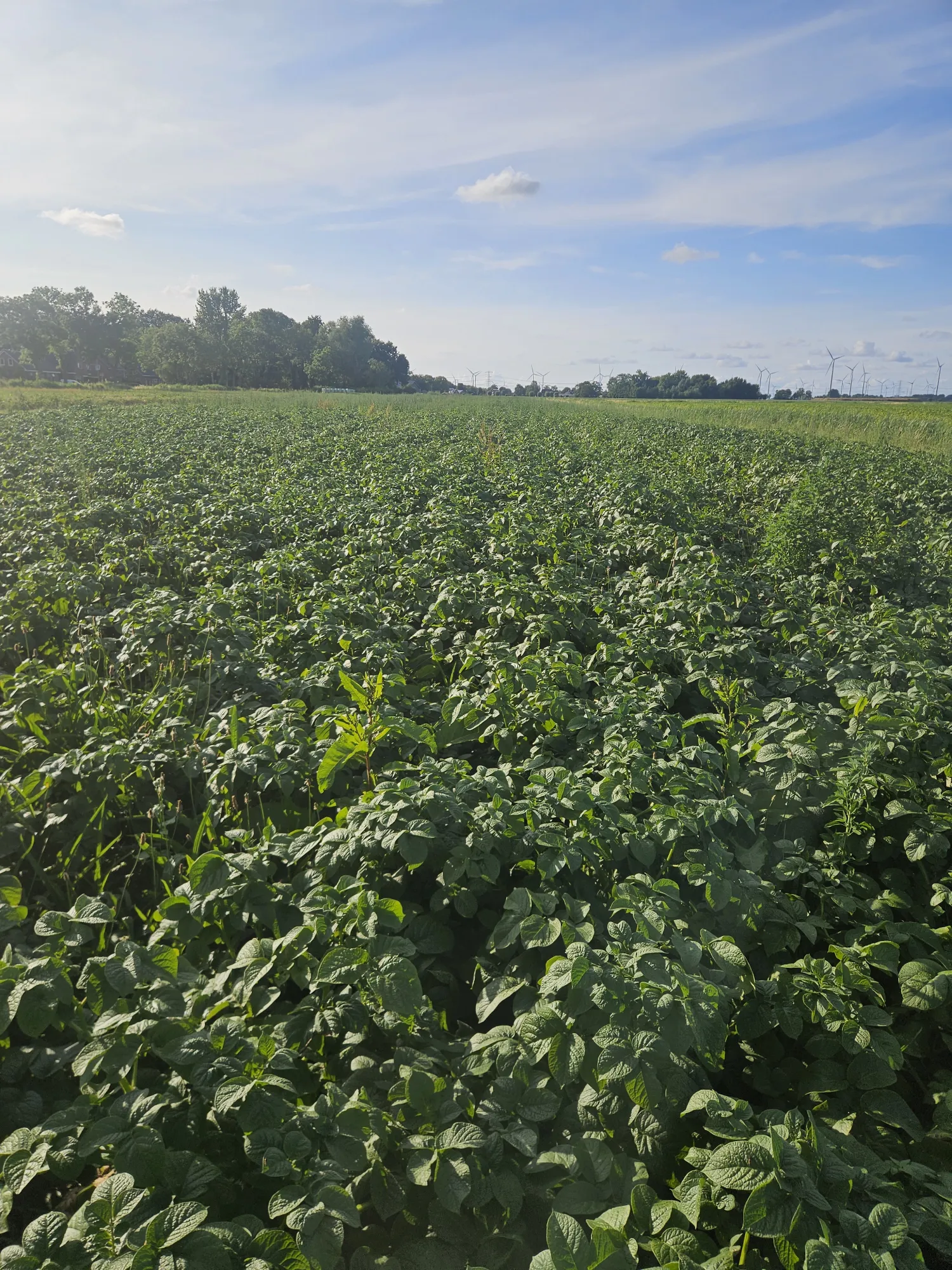 Vittabella Aardappels te Koop - Verse Oogst, Vastkokend