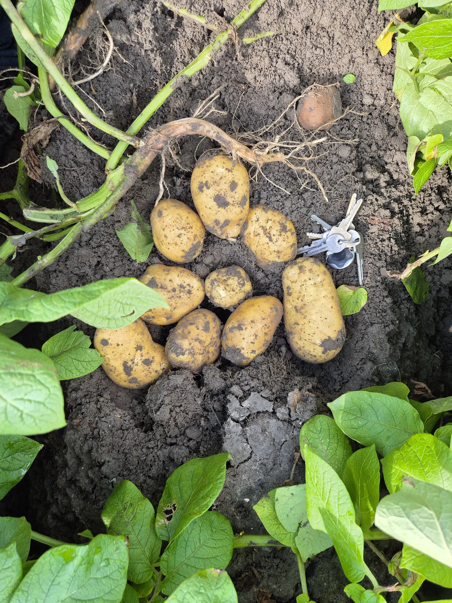 Frische Agria Kartoffeln aus neuer Ernte