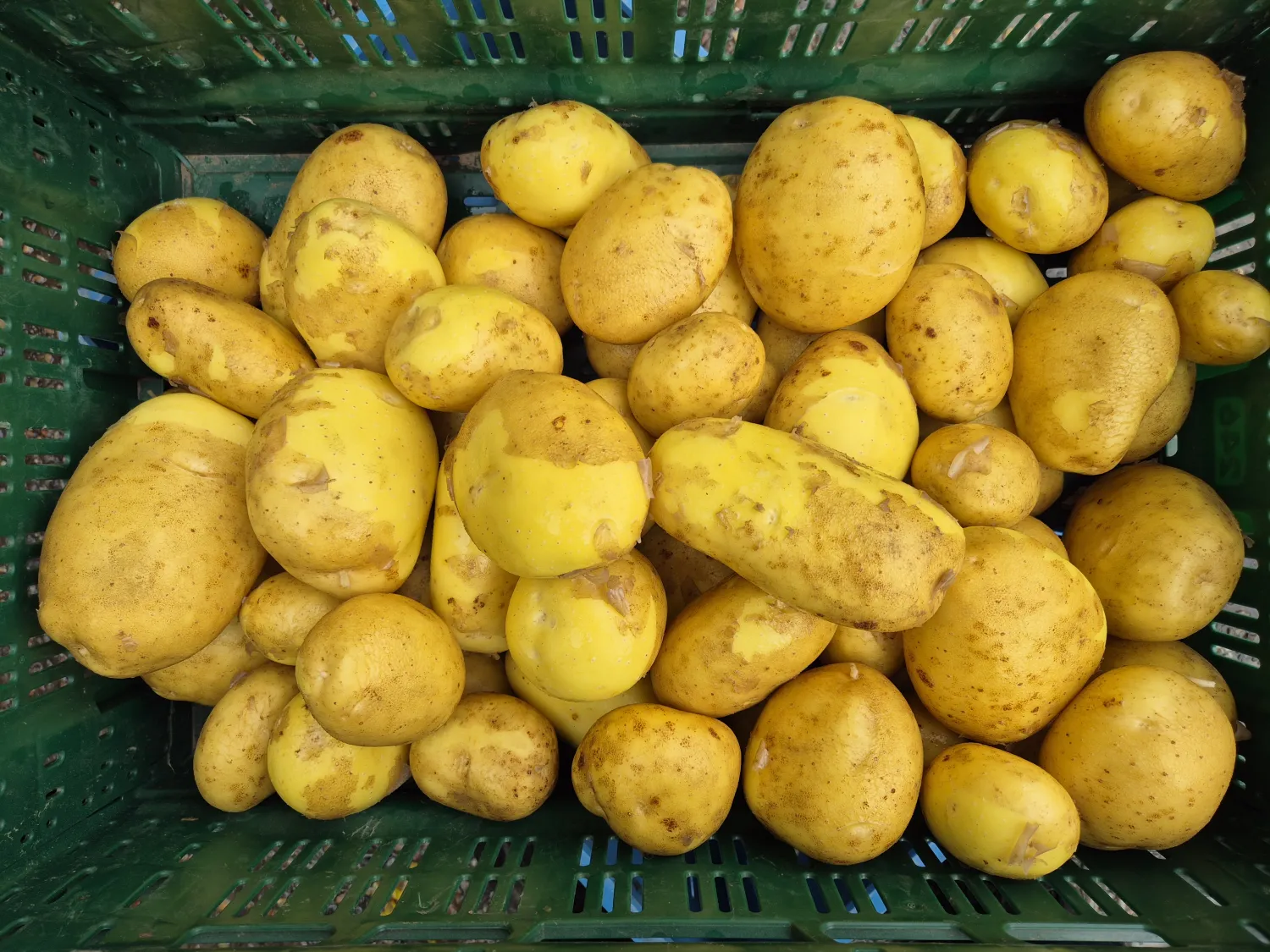 Frische Agria Kartoffeln aus neuer Ernte
