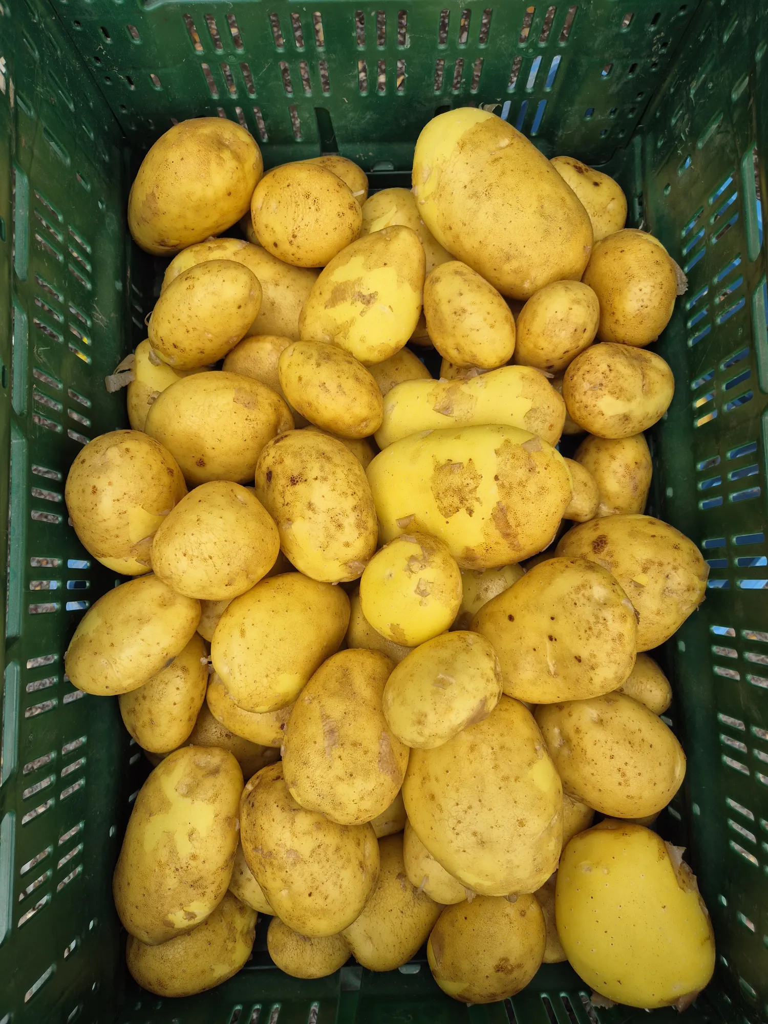 Frische Agria Kartoffeln aus neuer Ernte