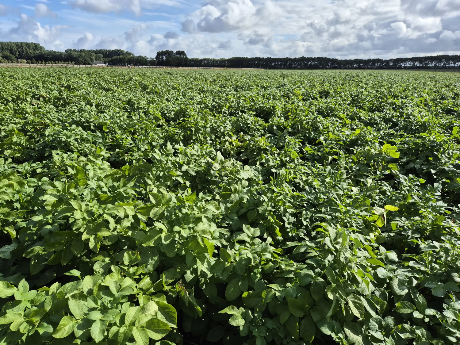 Frische Agria Kartoffeln aus neuer Ernte