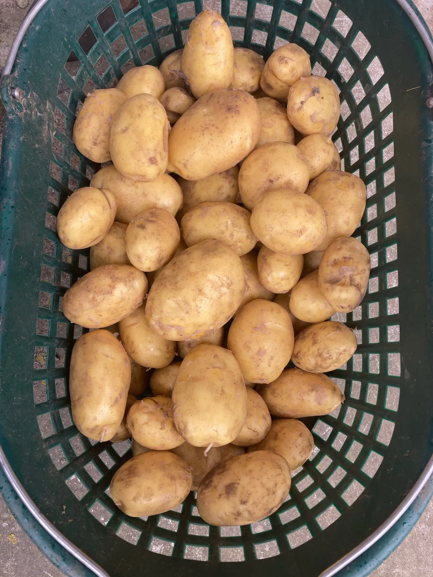 Fontane Kartoffeln zu verkaufen - Grobe Sortierung