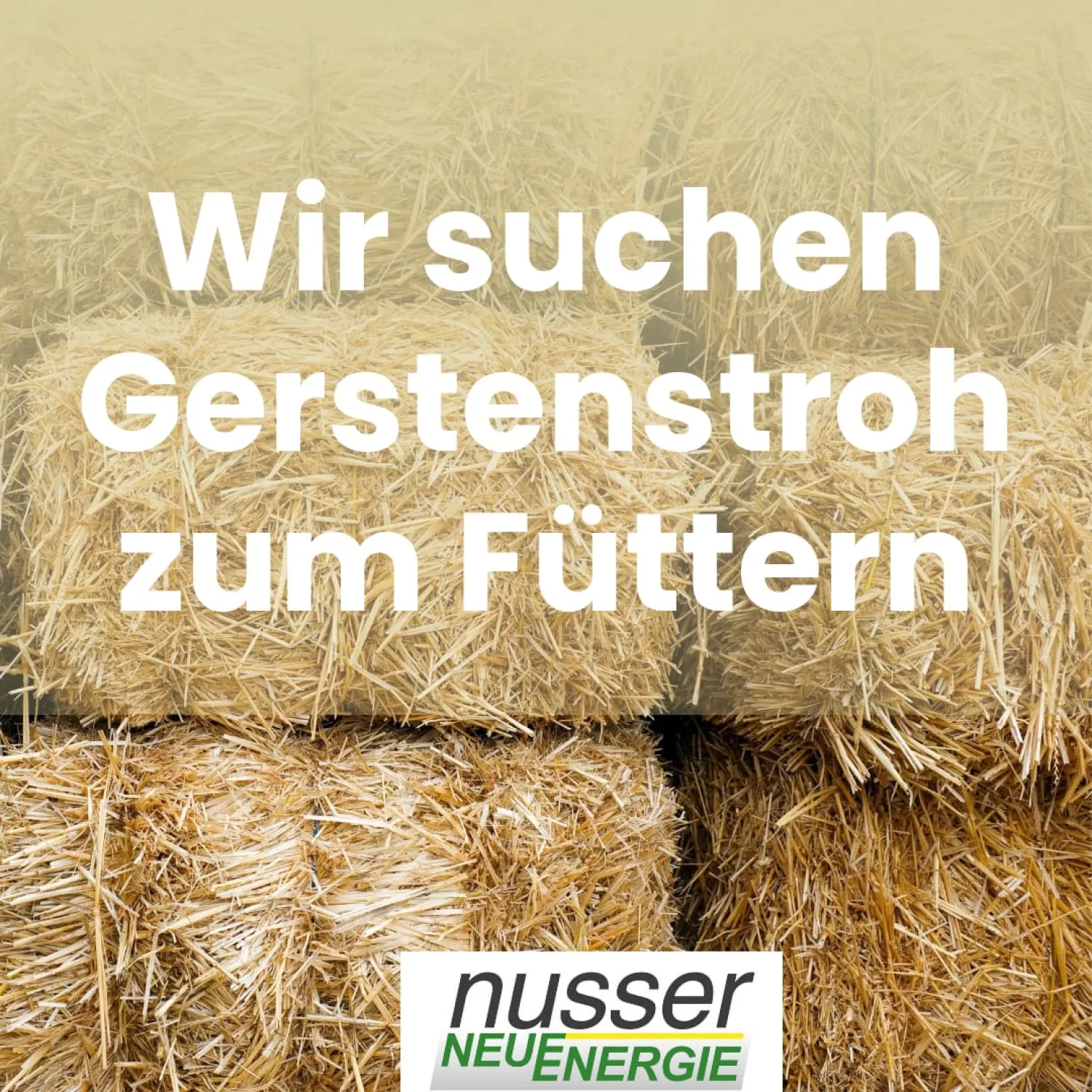 Gerstenstroh gesucht – Region Biberach für Rinderfutter
