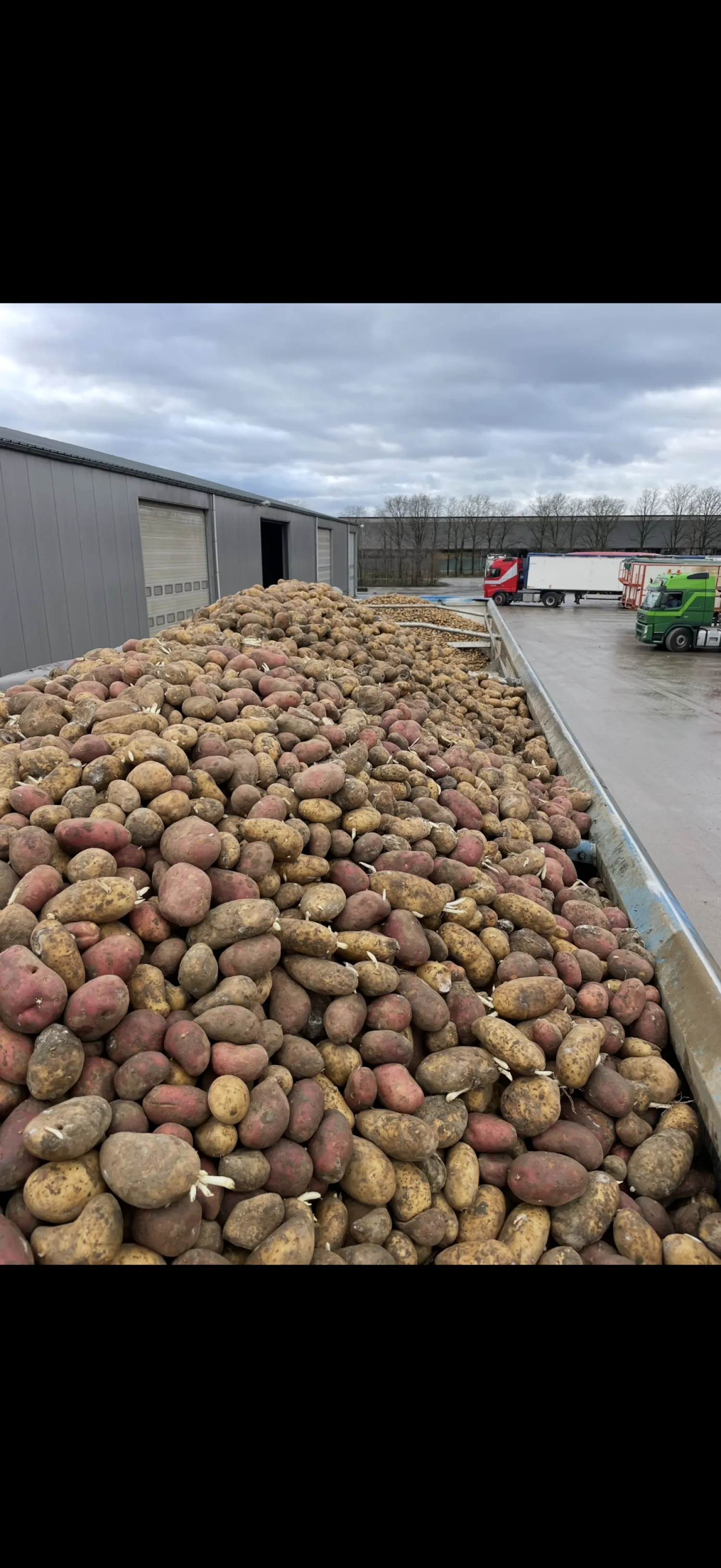 Voeraardappelen - Gewassen | Levering Regio Limburg