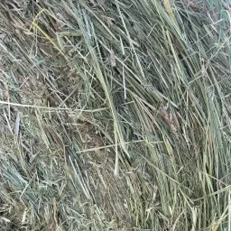 Siano suszone ciepłym powietrzem | Jakość Premium od Ostsee-Heu.de