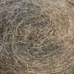 Hay 2025 For Sale - Top Quality Horse Feed