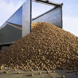 Kartoffeln kaufen für Tierfutter | Große Mengen gesucht