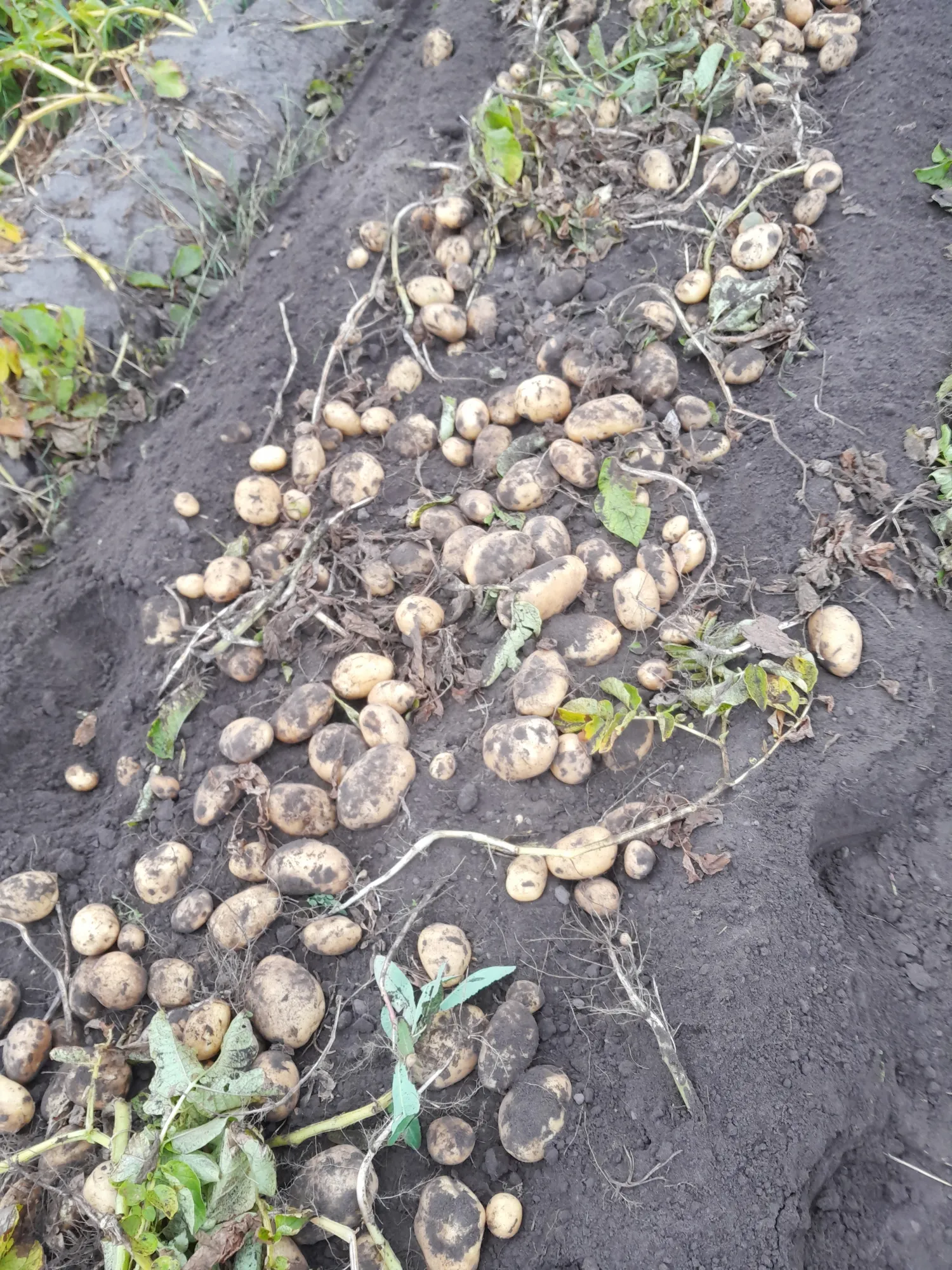 Frieslander Kartoffeln Neue Ernte Kaufen