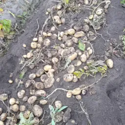 Frieslander Kartoffeln Neue Ernte Kaufen