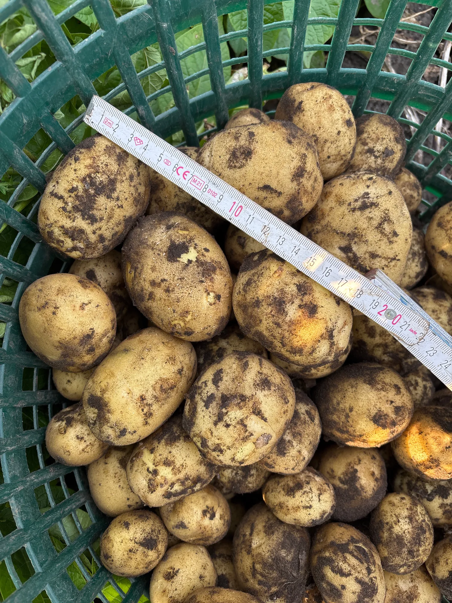 Fontane Kartoffeln Ernte 2025 | Sofort verfügbar