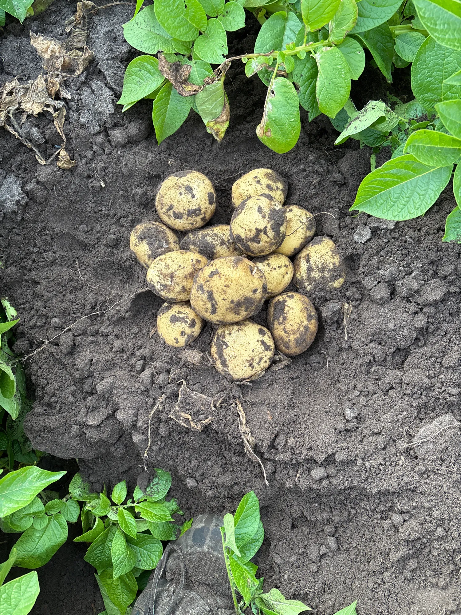 Fontane Kartoffeln Ernte 2025 | Sofort verfügbar