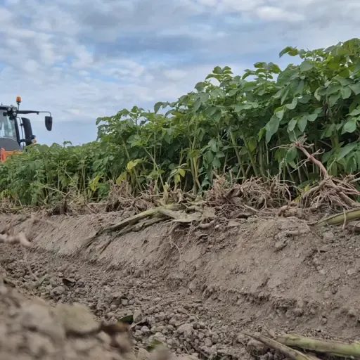 Looftrekken Aardappelen | Klaar voor de Oogst in Flevoland