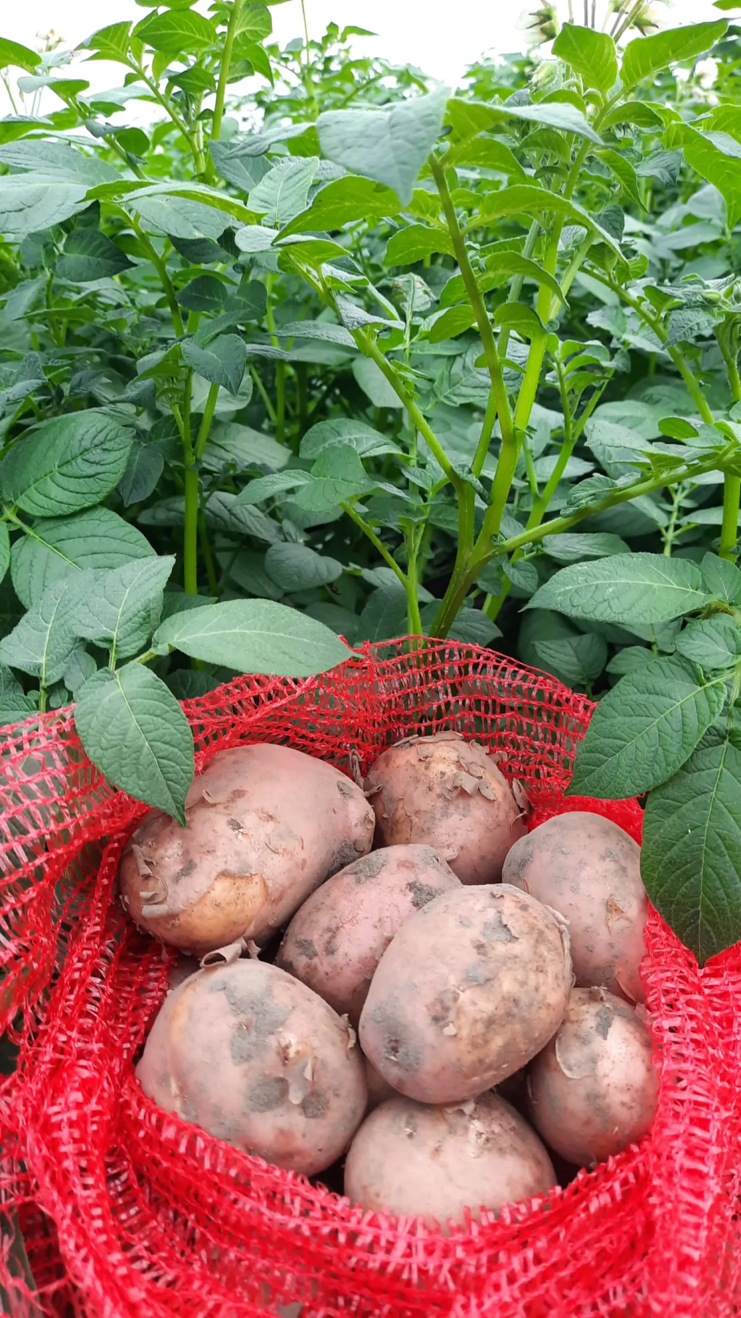 Aardappelen te Koop: Bildstar, Eigenheimer & Meer | Scherpe Prijs