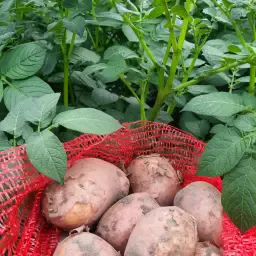 https://cdn.farmtrade.nl/media/154466/conversions/c3XDVi-thumbnail.webp