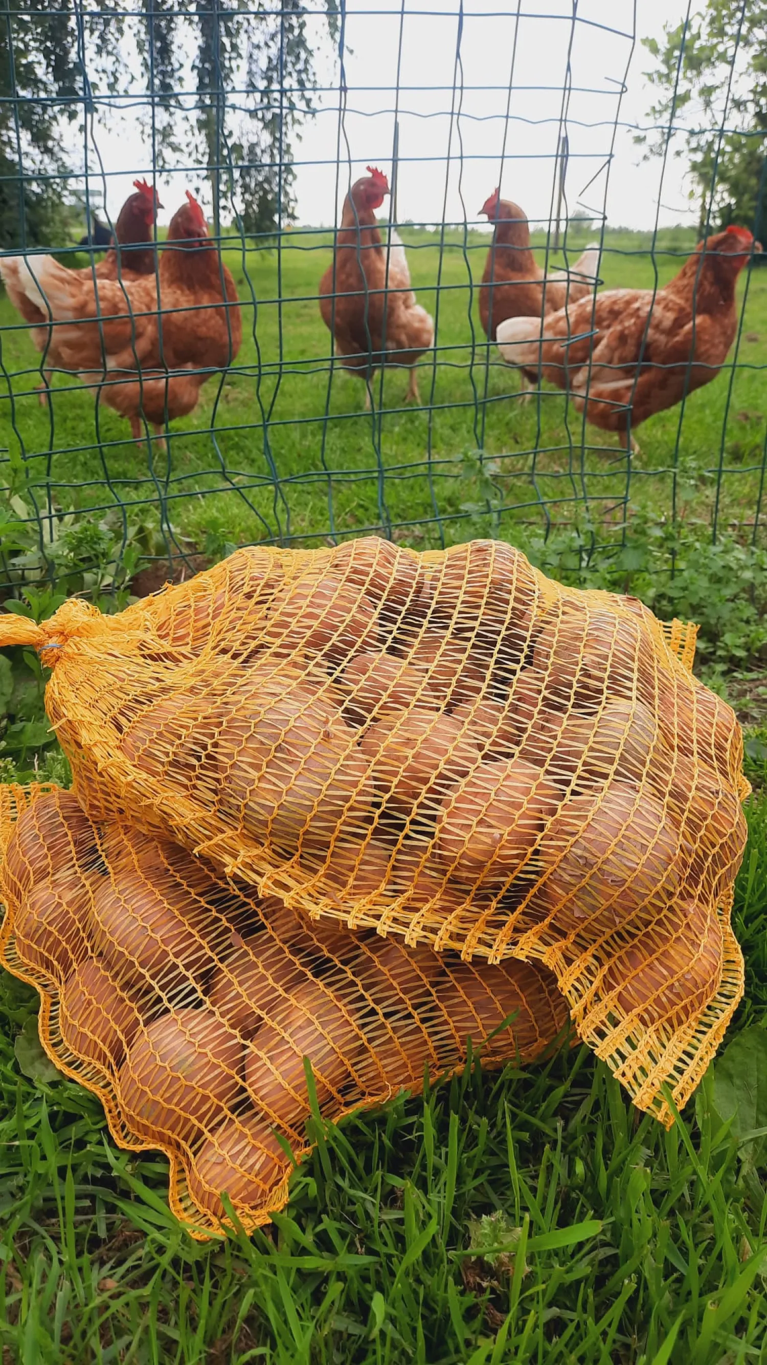 Aardappelen te Koop: Bildstar, Eigenheimer & Meer | Scherpe Prijs