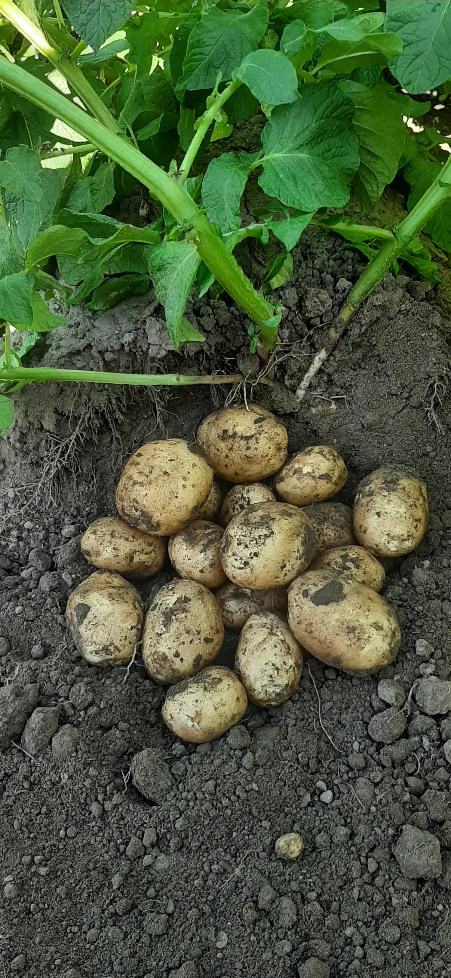Aardappelen te Koop: Bildstar, Eigenheimer & Meer | Scherpe Prijs