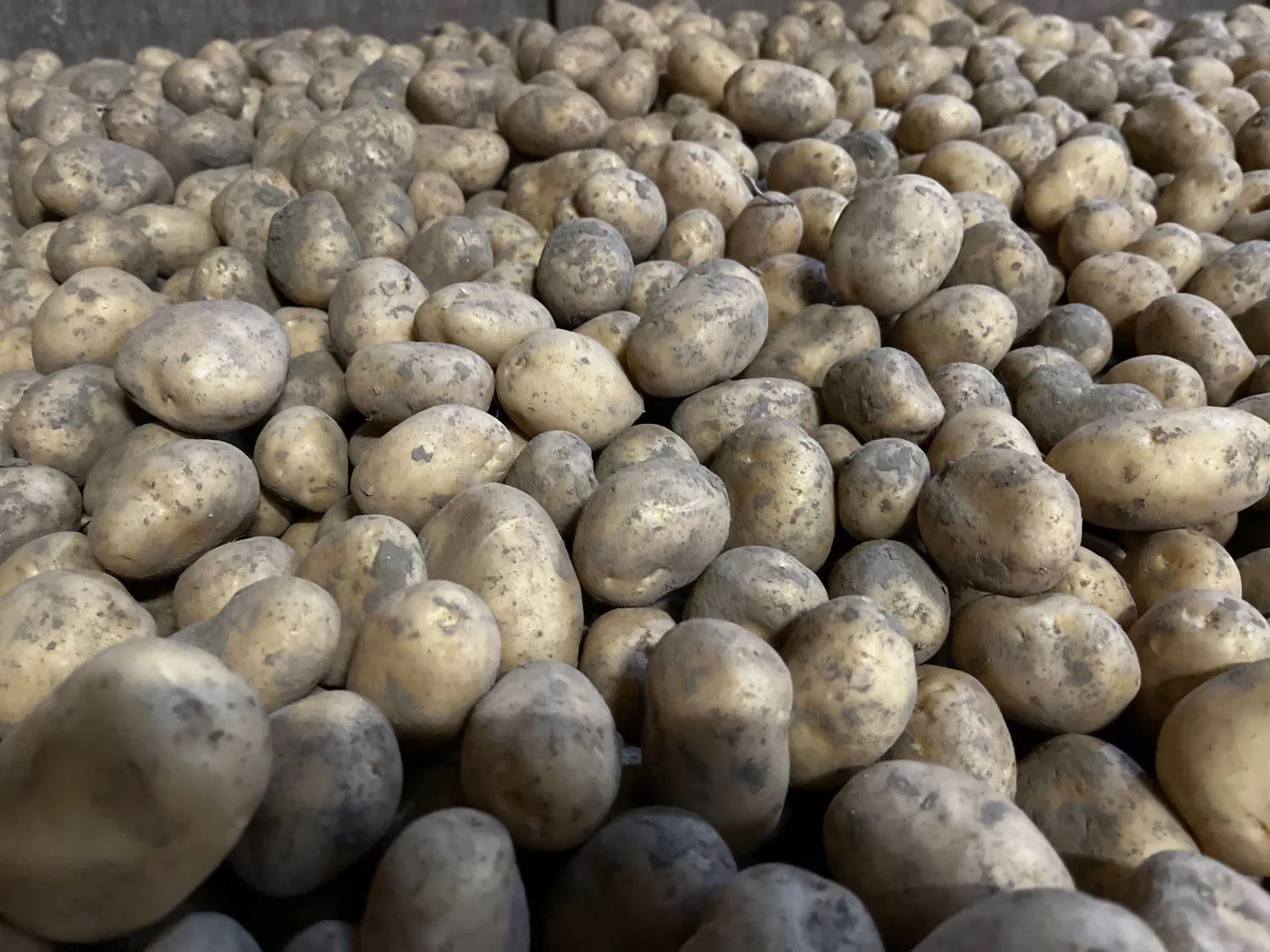 Kriel Aardappelen Parijs Nieuwe Oogst 2025