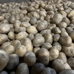 https://cdn.farmtrade.nl/media/154483/conversions/3Vtx0F-thumbnail.webp