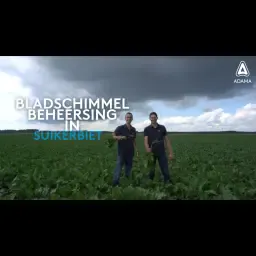 Cercospora bestrijden in suikerbieten met Spyrale