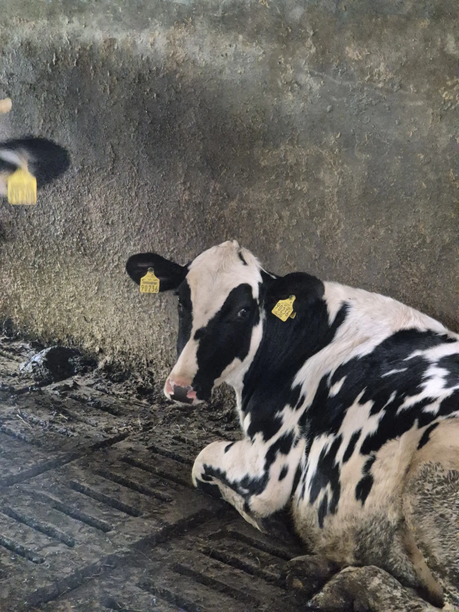 Tragende Schwarzbunt Herdbuch-Färsen zu verkaufen