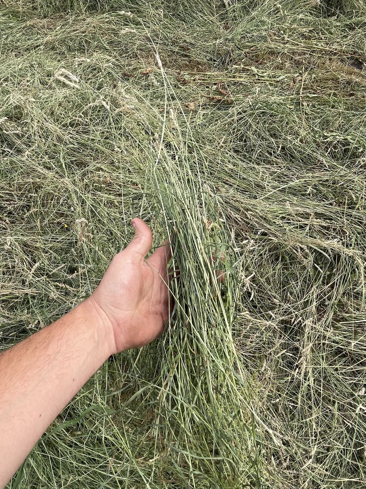 Hooi te koop: Onbemest land, Jacobskruidvrij